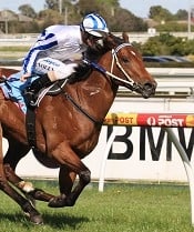 Golden Archer plays from home this weekend<br>Photo by Racing and Sports