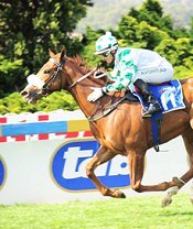 Gibraltar Blue wins the Johannesburg Challenge<br>Photo by Gold Circle