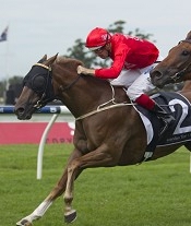 Hot Snitzel<br>Photo by Racing and Sports