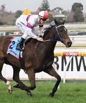 Light Vision has trialled since his last start win<br>Photo by Racing and Sports