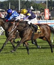 Niwot wins the 2012 Sydney Cup<br>Photo by Racing and Sports