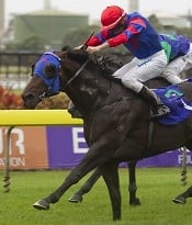 Golden Slipper hope Pierro<br>Photo by Racing and Sports