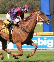 Rothera almost lumped a big weight to win the Ballarat Cup<br>Photo by Racing and Sports