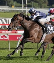 Australian Derby winner Shamrocker comes back heading to the Melbourne Cup<br>Photo by Racing and Sports