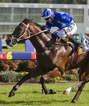 Startreusse can keep his form going<br>Photo by Racing and Sports