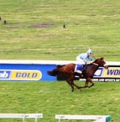 State Blue wins Champagne Stakes<br>Photo by Gold Circle