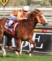 Toorak Toff<br>Photo by Racing and Sports