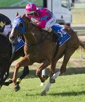 Volkhere can return to the winners list at Doomben<br>Photo by Racing and Sports