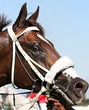 Variety Club after Guineas win<br>Photo by Liesl King