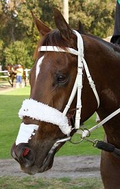 Matchem Stakes winner Variety Club<br>Photo by Equineedge.co.za