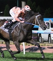 Black Caviar<br>Photo by Racing and Sports