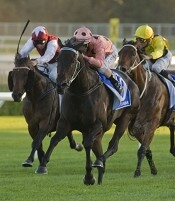 Winners just keep on winning. Black Caviar the finest example of all<br>Photo by Racing and Sports