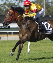 Caprossa to mount winning charge at Randwick on Saturday<br>Photo by Racing and Sports