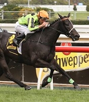 The return of Commanding Jewel is a highlight at the Valley<br>Photo by Racing and Sports