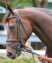 Covenant after winning Sceptre Stakes<br>Photo by Liesl King