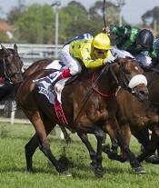 Dunaden was brilliant coming from last to win his Caulfield Cup