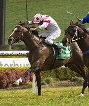 Glencadam Gold<br>Photo by Racing and Sports