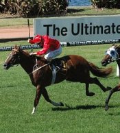 Flying Snitzel<br>Photo by Racing and Sports