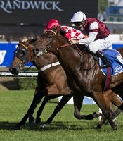 Current Thousand Guineas favourite Guelph<br>Photo by Racing and Sports