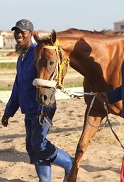 Gibraltar Blue exercising<br>Photo by Liesl King