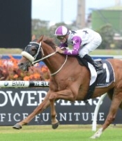Progressive stayer Hawkspur<br>Photo by Racing and Sports
