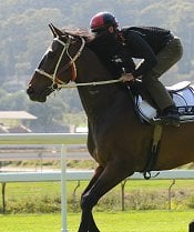 Hay List at Gosford<br>Photo by Steve Hart