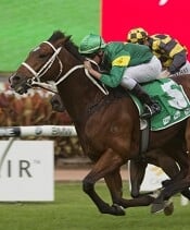 New Hill Stakes favourite Moriarty<br>Photo by Racing and Sports