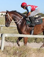 Orchard House at trackwork<br>Photo by Liesl King