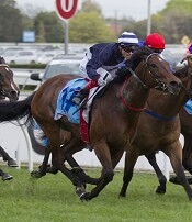 Handy mare Serene Star can win today<br>Photo by Racing and Sports