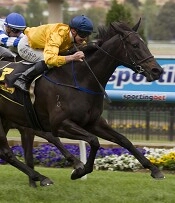 Silent Achiever - One of several recent Kiwi winners<br>Photo by Racing and Sports