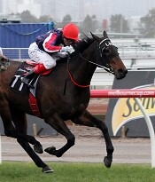 2011 Caulfield Cup winner Southern Speed<br>Photo by Racing and Sports