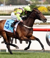 Star Of Giselle<br>Photo by Racing and Sports