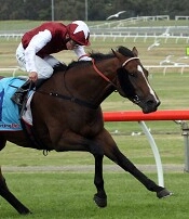 Tatra is a Guineas winner already at Sandown<br>Photo by Racing and Sports