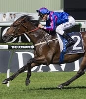 Toydini is a horse to watch, maybe for the Epsom<br>Photo by Racing and Sports