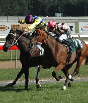 Fill The Page fights hard to win the Melbourne Cup<br>Photo by Racing and Sports