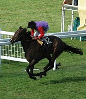 Estimate wins at Ascot<br>Photo by Racing and Sports