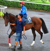 Accelarometer (John Powell) parades before trialling at Kranji back in May.<br>Photo by Singapore Turf Club