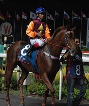 Easy Money before the running of the Group 2 Aushorse Golden Horseshoe<br>Photo by Racing and Sports