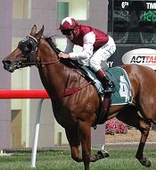 Complicate wins the Canberra Guineas<br>Photo by Racing and Sports