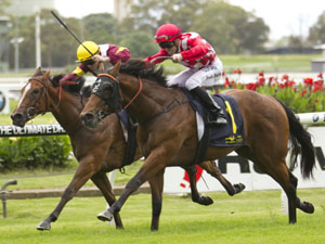 Faraway Town winning the Cellarbrations Penrith Plate