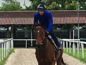 Lightning Rodd For Gun Horses Rues The One Who Keeps Getting Away ...