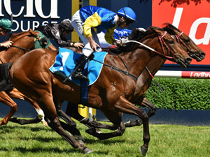 Black Heart Bart winning the Futurity Stakes  Racing and Sports
