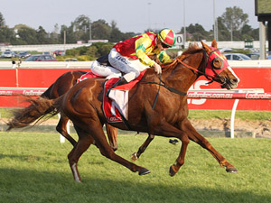 Observational winning the Le Pine Funerals Easter Cup  Racing and Sports