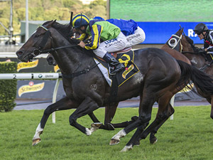 Tivaci wins the All Aged Stakes
