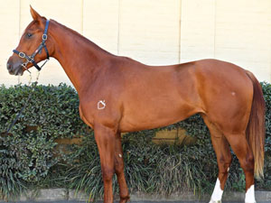 Woman, pictured as a yearling.