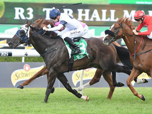 Burning Passion winning the Tab Hall Mark Stakes