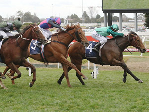 Humidor wins the Memsie Stakes