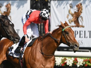 TRAP FOR FOOLS winning the Seppelt Mackinnon Stakes at Flemington in Melbourne, Australia.