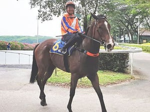 Jearlyn Seow returns from her first barrier trial ride aboard Amazing Choice on Tuesday morning.