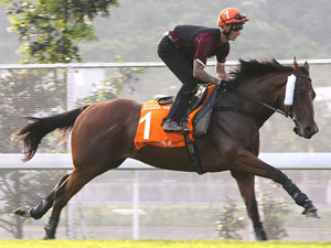 Beauty Generation worked on the turf at Sha Tin this morning.